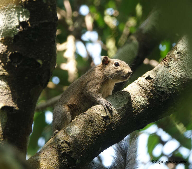 Image of Hoary-bellied Squirrel