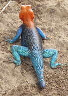 صورة Agama lionotus Boulenger 1896