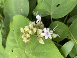 Image of Clerodendrum infortunatum L.