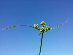 Слика од Cyperus eragrostis Lam.