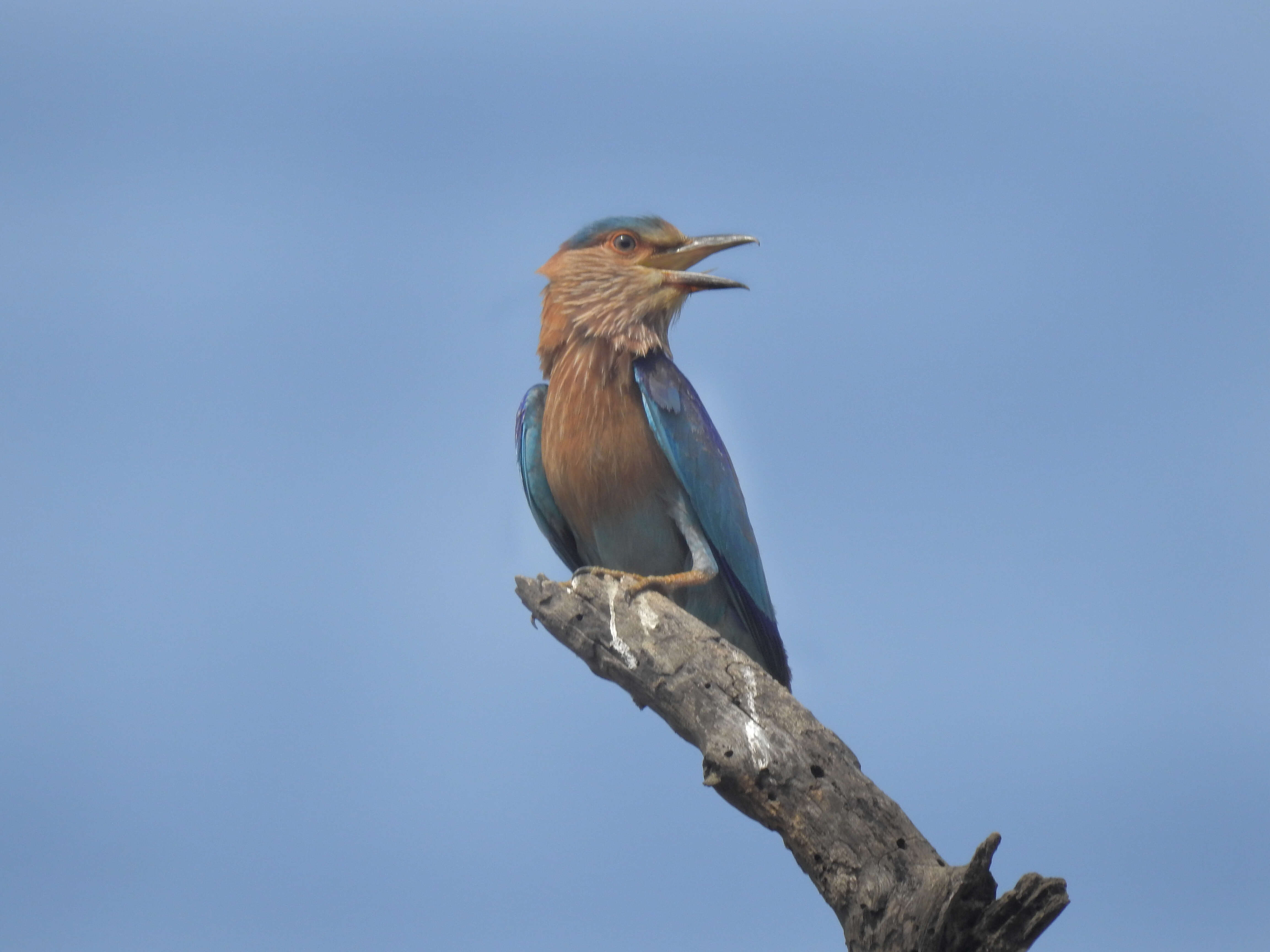 Image of Indian Roller