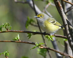 Слика од Vireo griseus (Boddaert 1783)