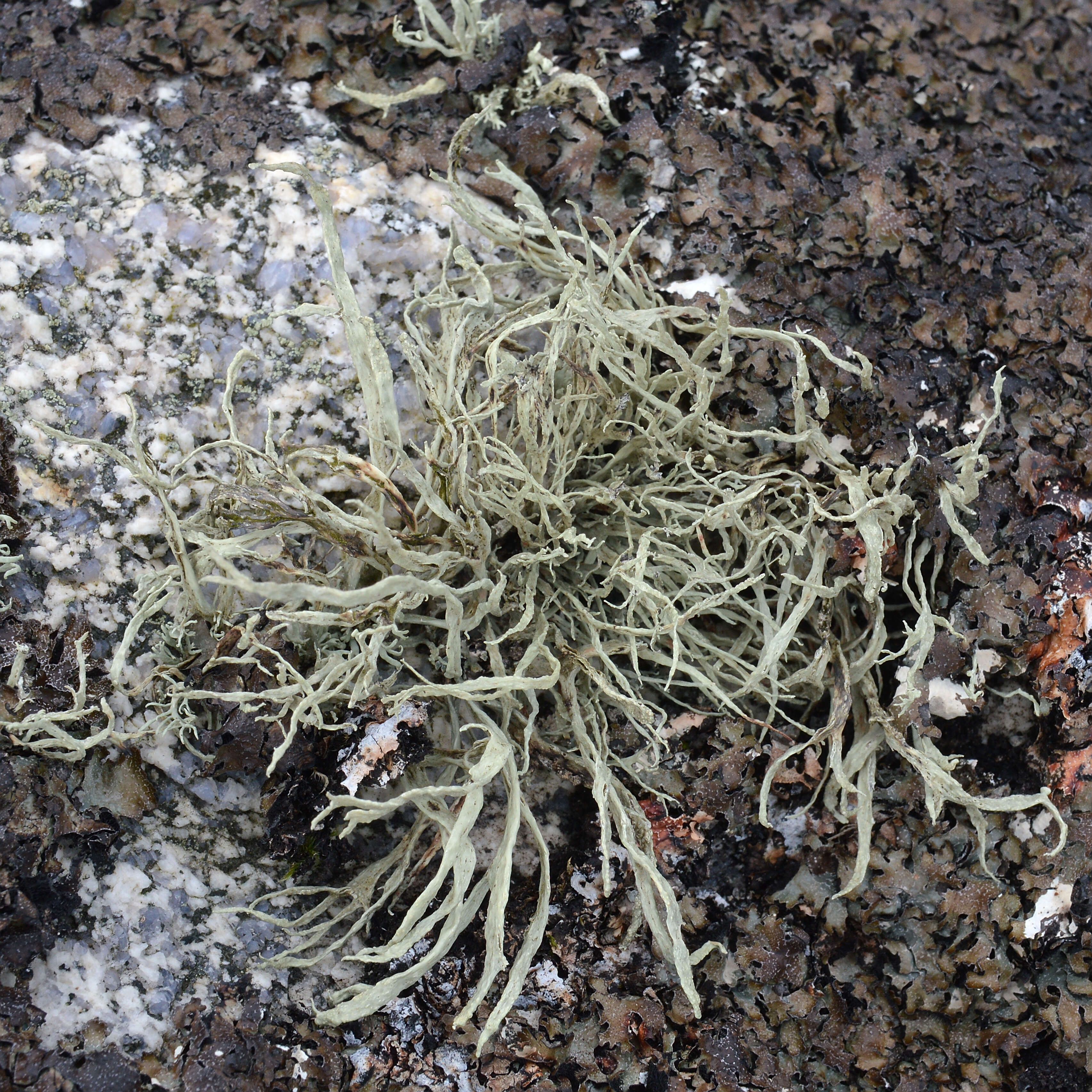 Image of cartilage lichen