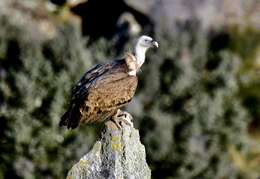 Image of Eurasian Griffon Vulture