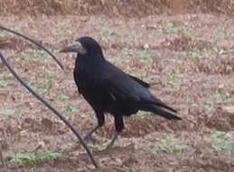Image of Fan-tailed Raven