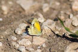 Image of Dainty Sulphur