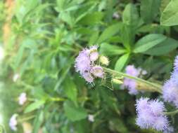 Imagem de Ageratum conyzoides L.