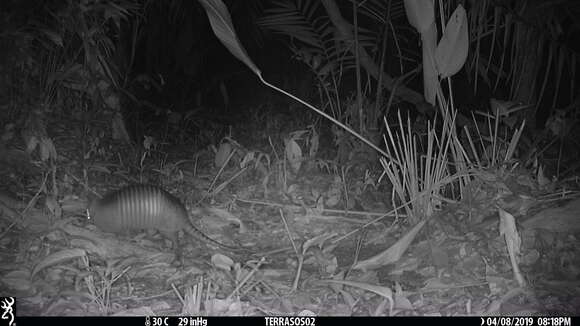 Image of long-nosed armadillos