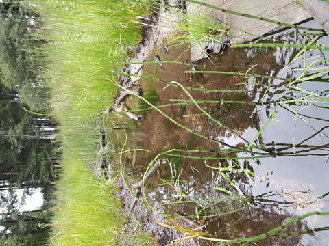 Image of Water Horsetail