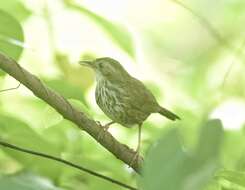 Image of Puff-throated Babbler