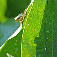 Image of American Green Treefrog