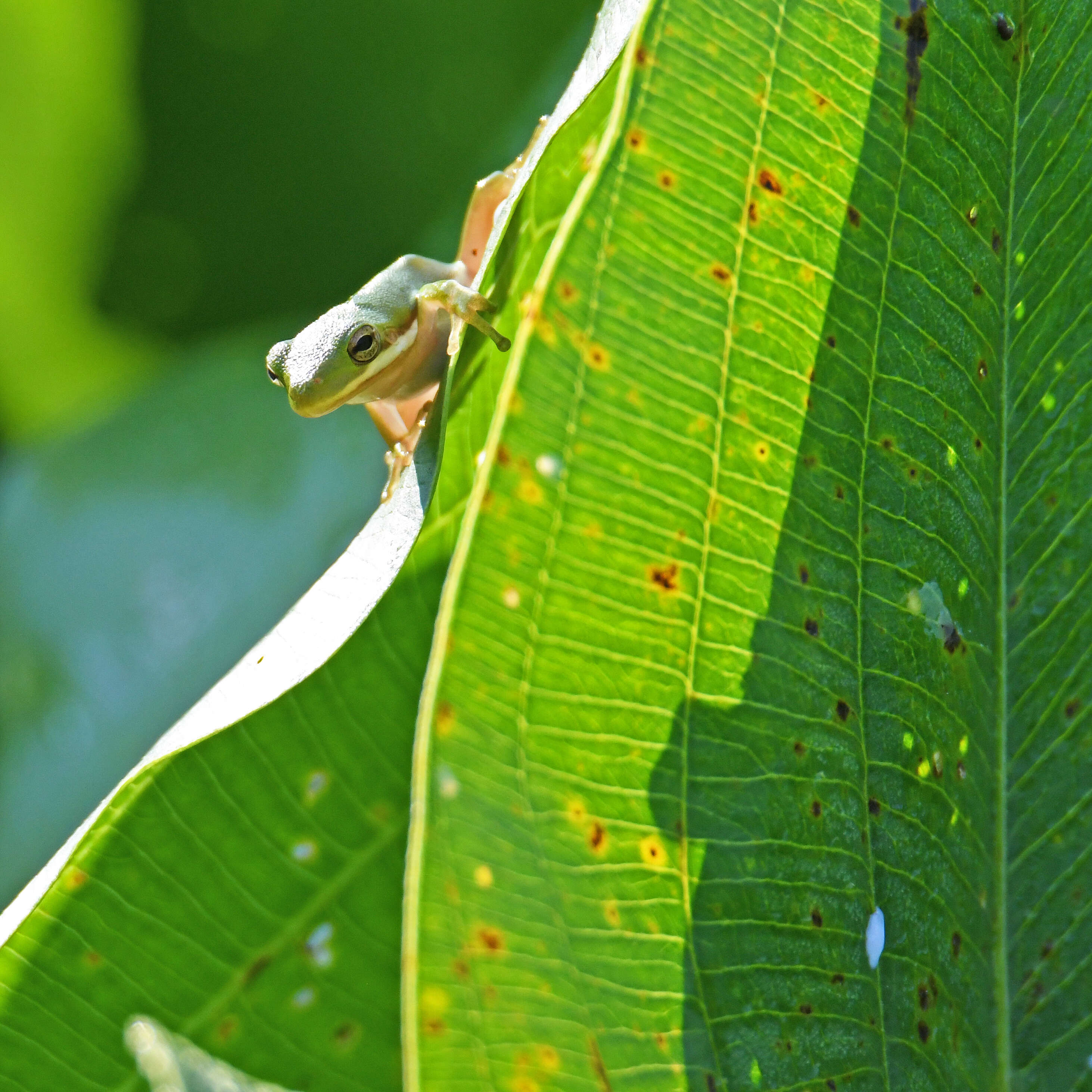 Image of American Green Treefrog