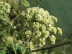 Image of wild angelica