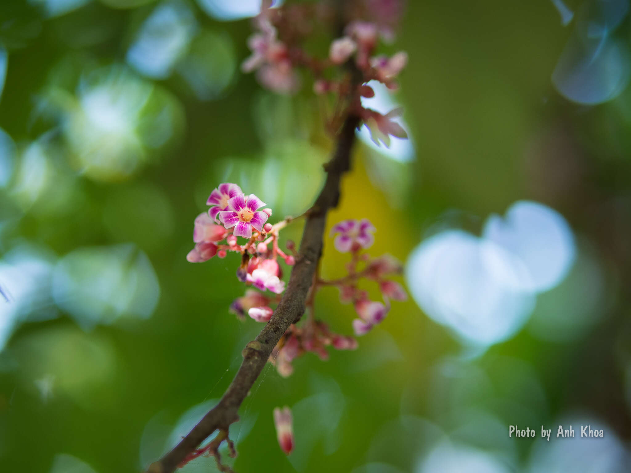 Image of carambola