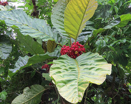 Image of Pentagonia macrophylla Benth.