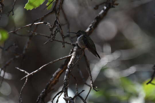 Image of Broad-tailed Hummingbird