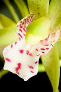 Image of Tiger-striped Cymbidium