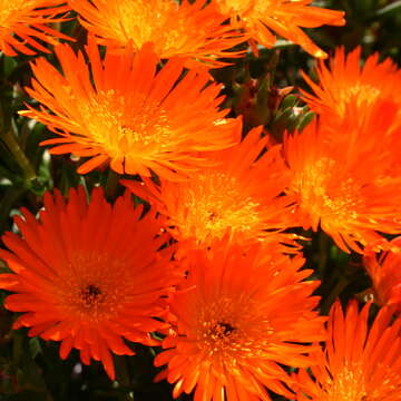 صورة Lampranthus aureus (L.) N. E. Br.