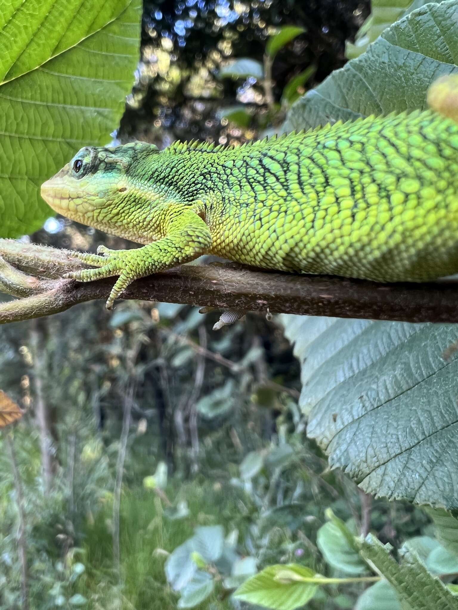 Image of Flat Andes Anole