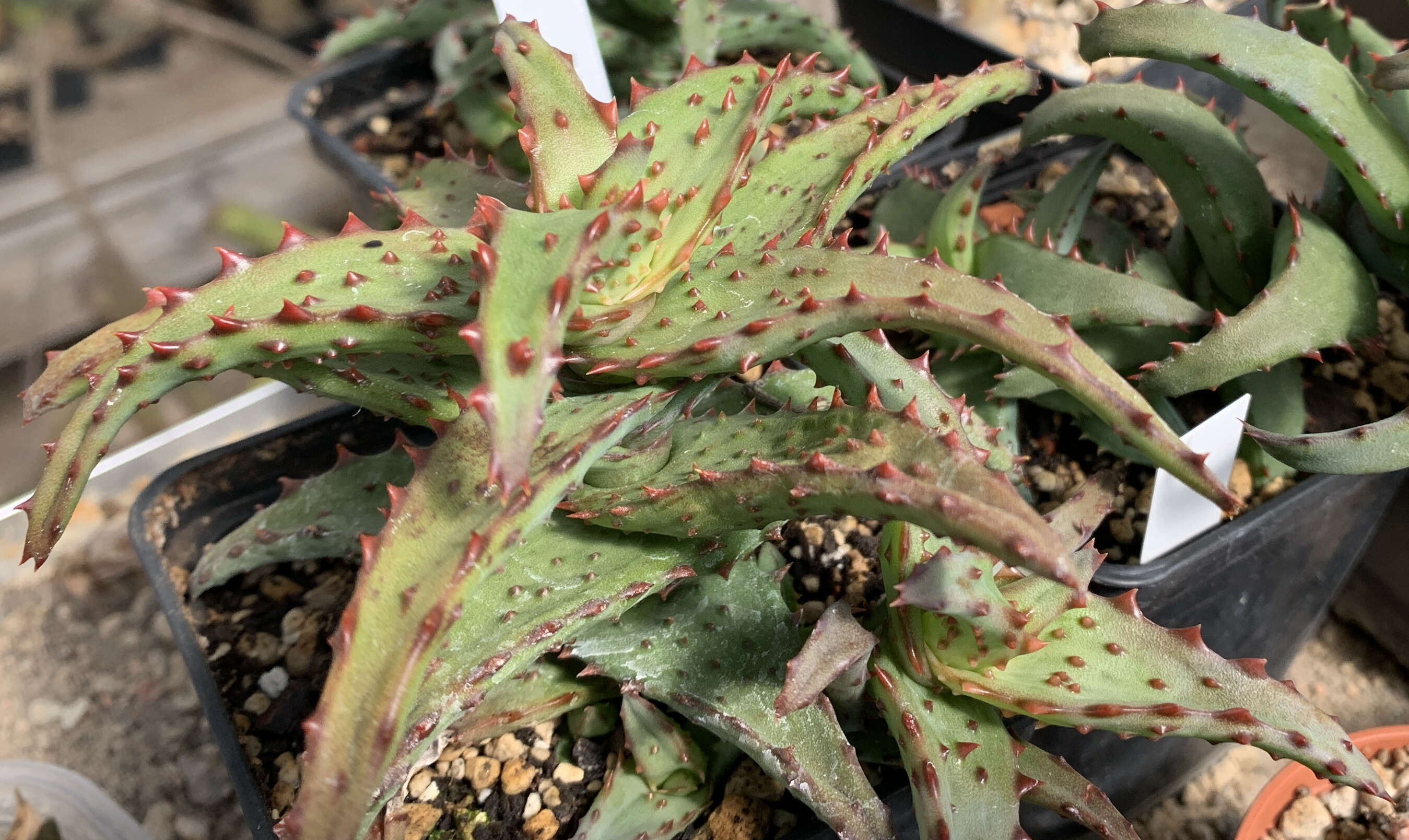 صورة Aloe castilloniae J.-B. Castillon