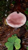 Image of Mycena rosea Gramberg 1912