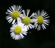 Image of eastern daisy fleabane