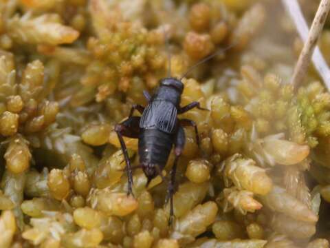 Image of nr. Collared Ground Cricket