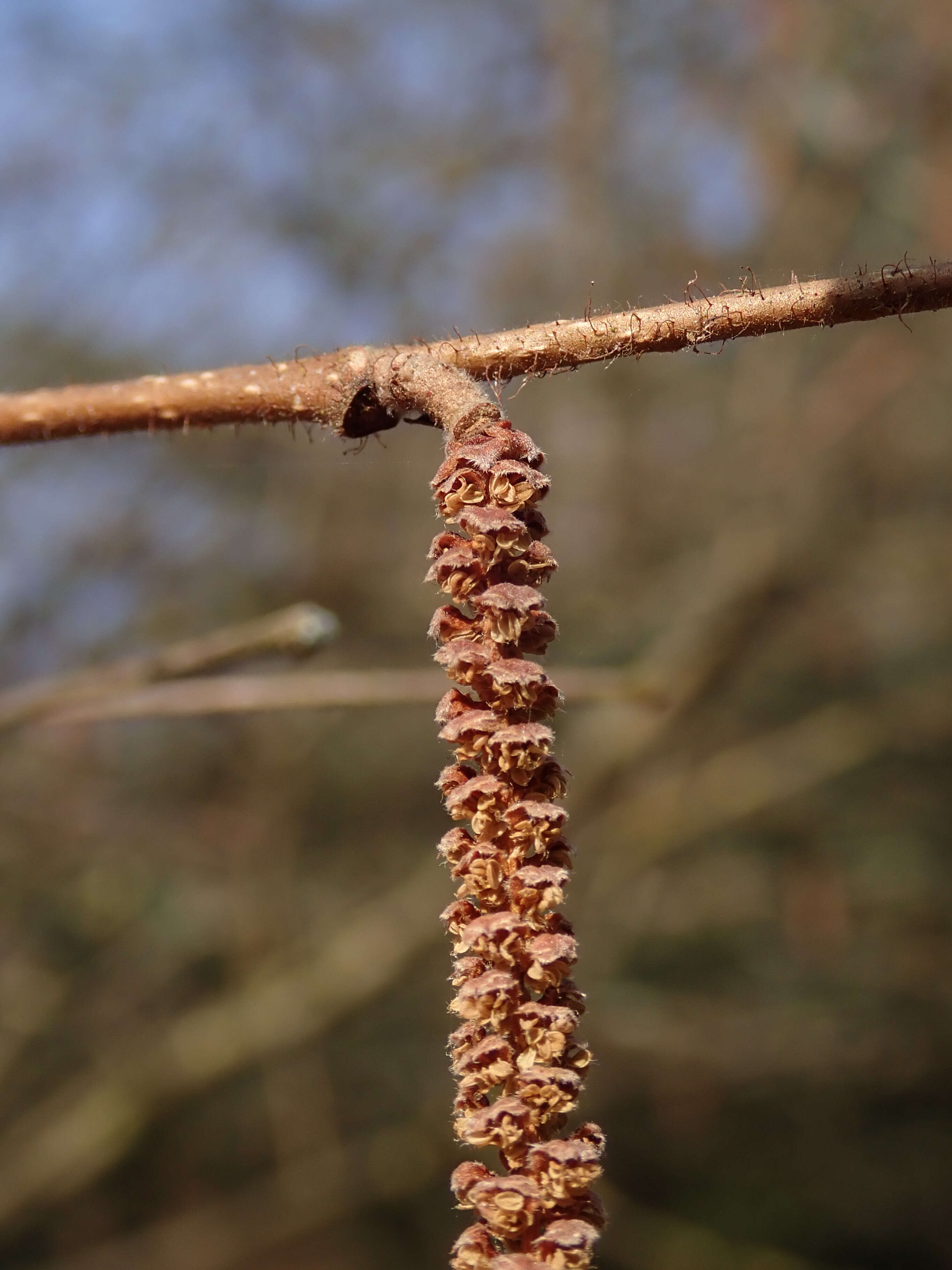 Image of American Hazel