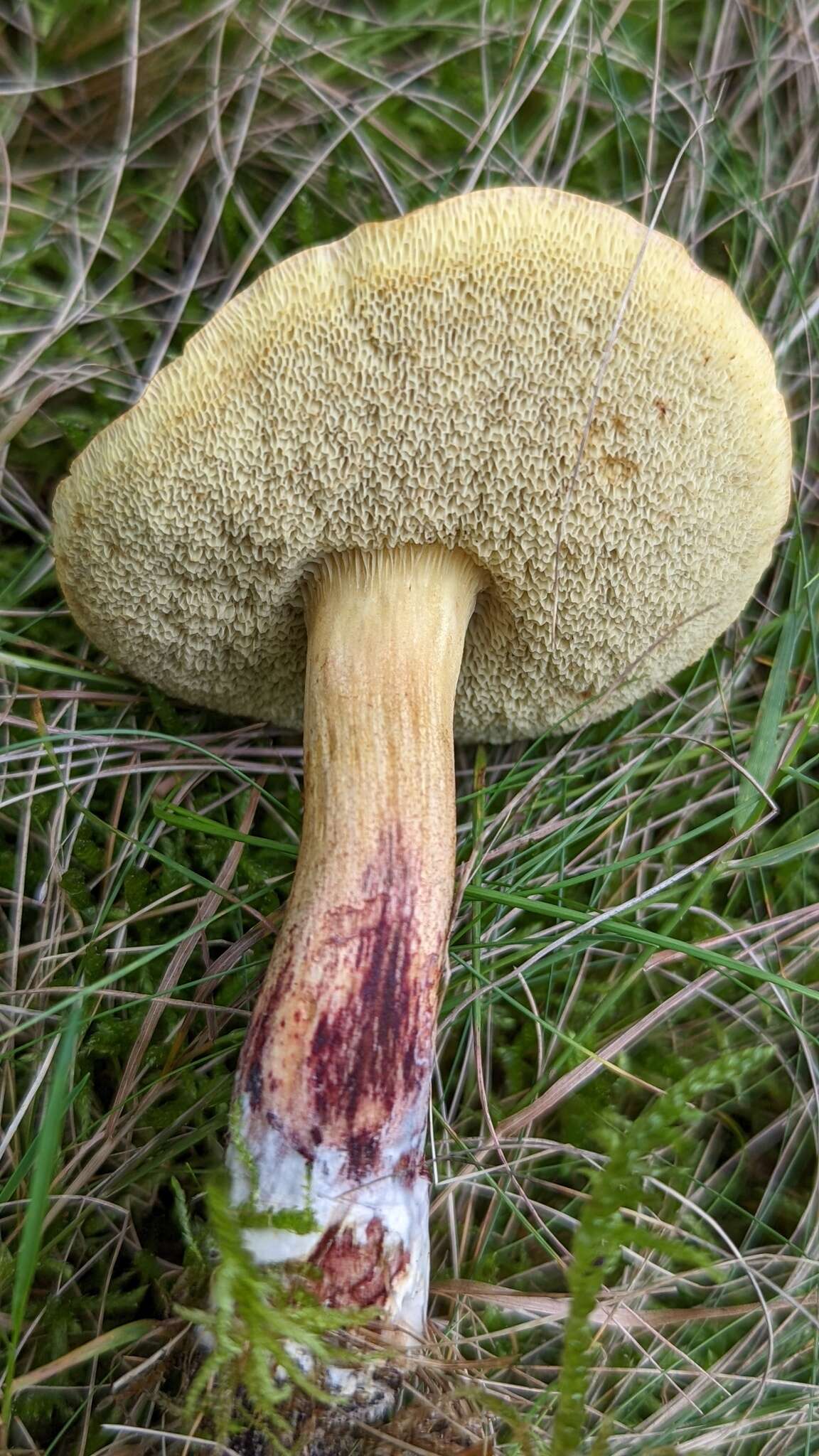 Image of Red-cracking Bolete