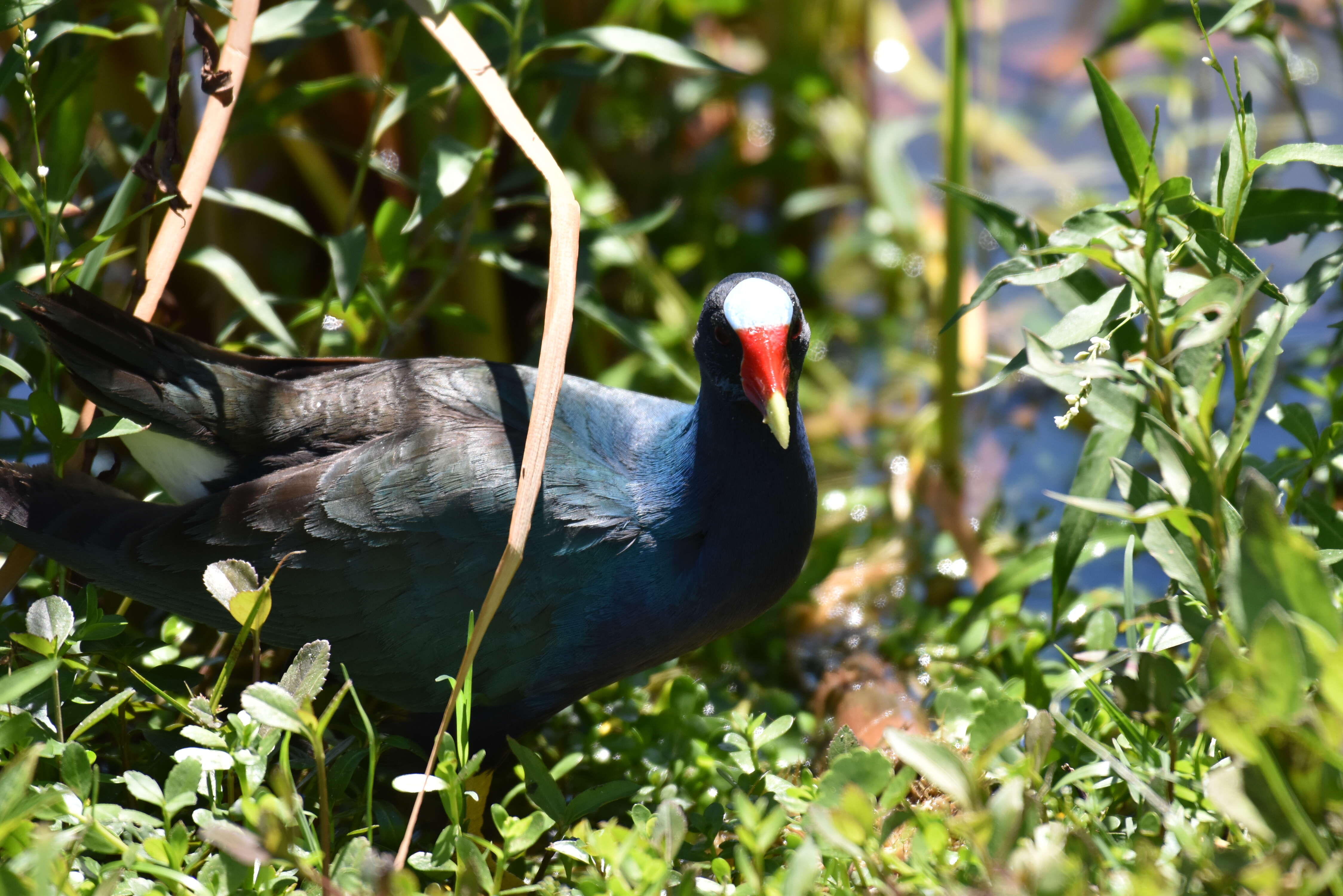 Image of American Purple Gallinule