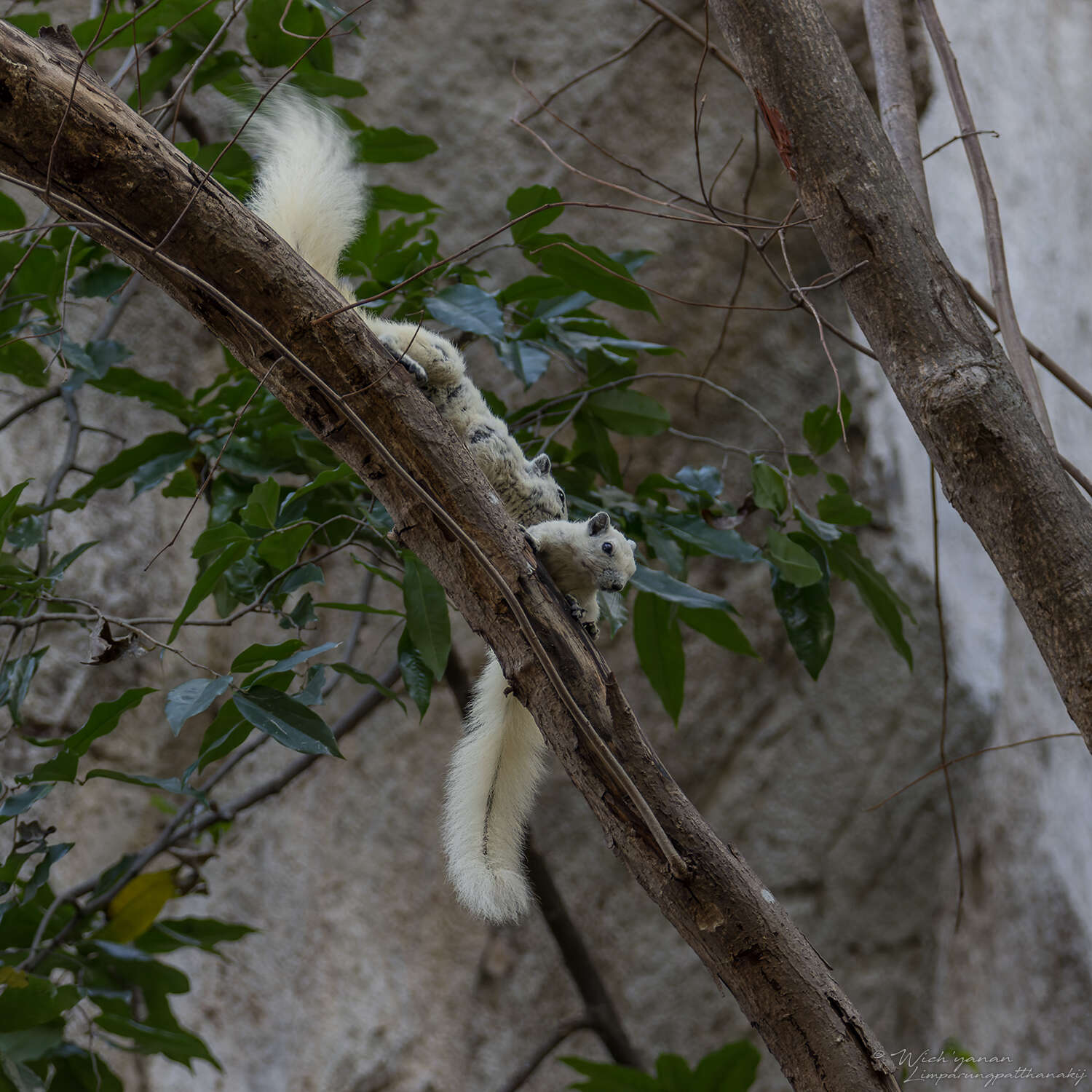 Image of Finlayson’s Squirrel