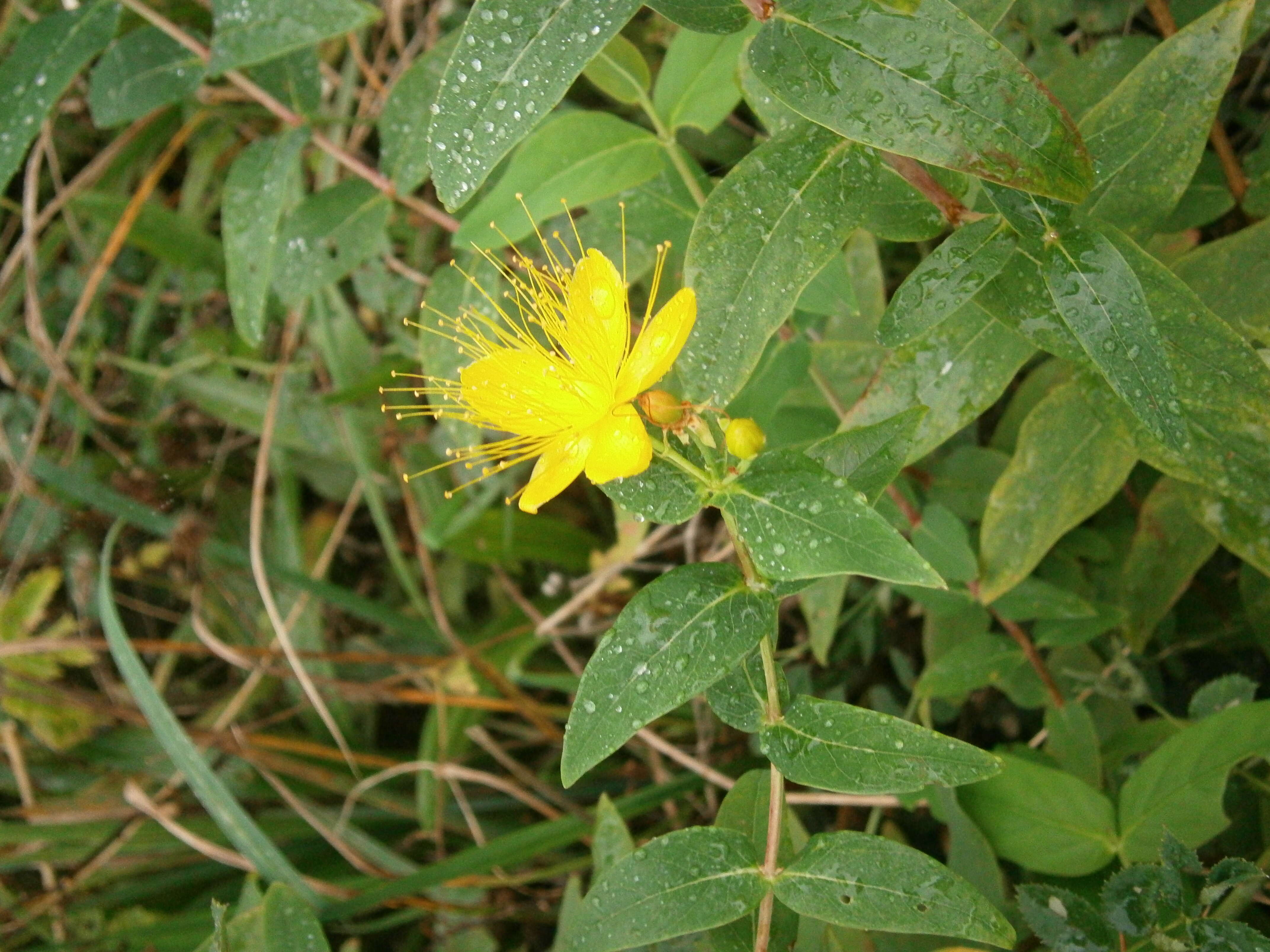 Image of Hypericum hircinum L.