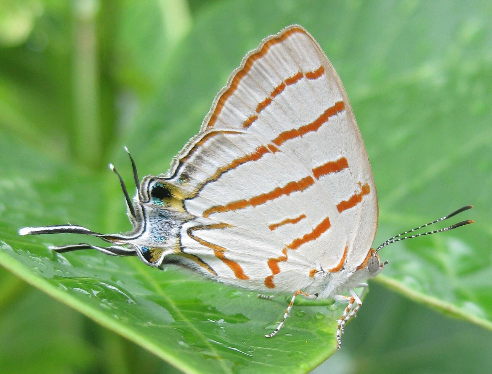 Image of Hemiolaus caeculus (Hopffer 1855)