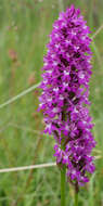 صورة Anacamptis pyramidalis (L.) Rich.