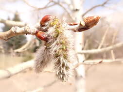 Image of quaking aspen