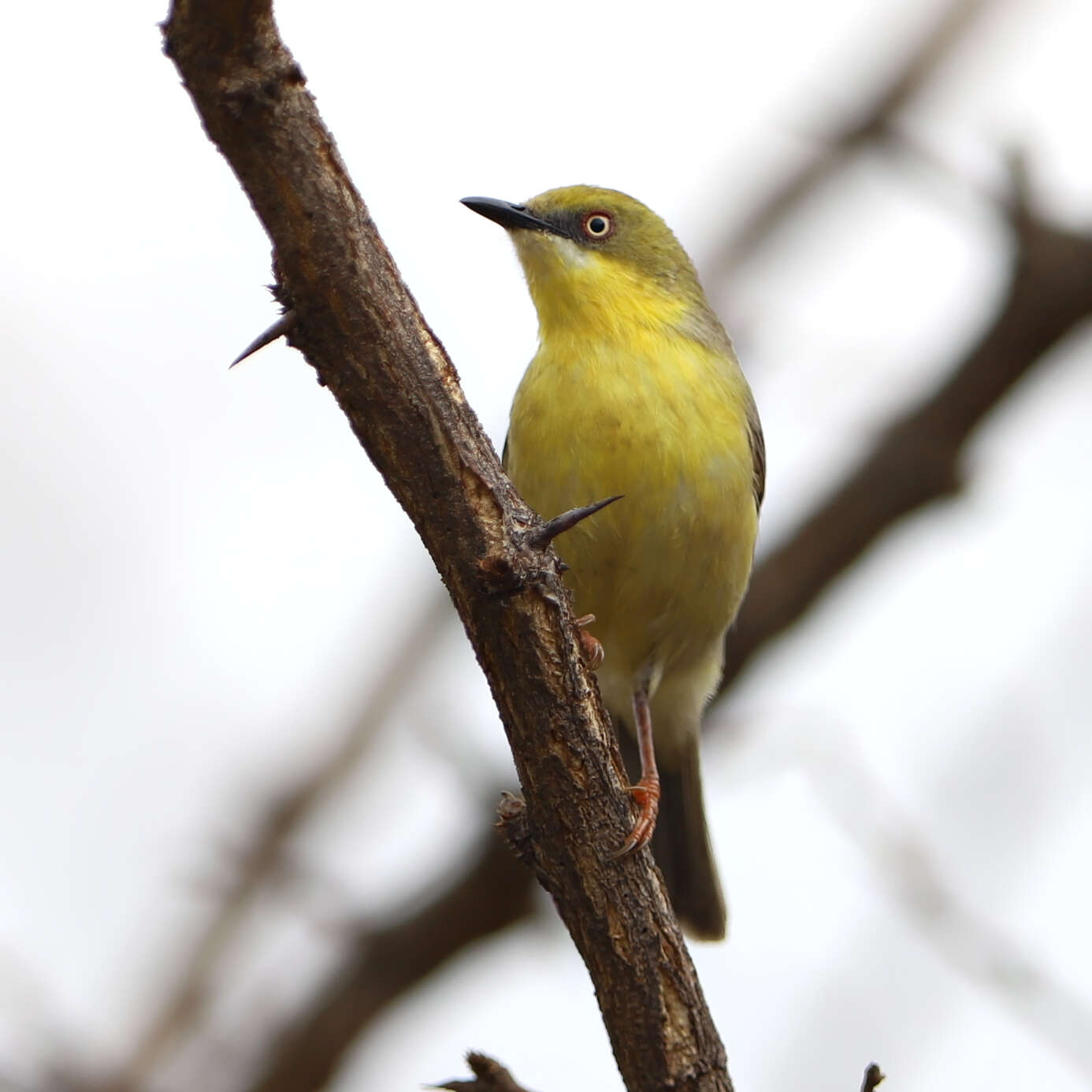 Image of Green-capped Eremomela