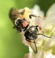 Image of Halictus confusus Smith 1853