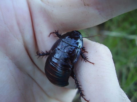 Image of <i>Panesthia cribrata</i> Saussure 1864