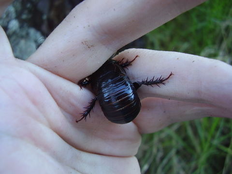 Image of <i>Panesthia cribrata</i> Saussure 1864