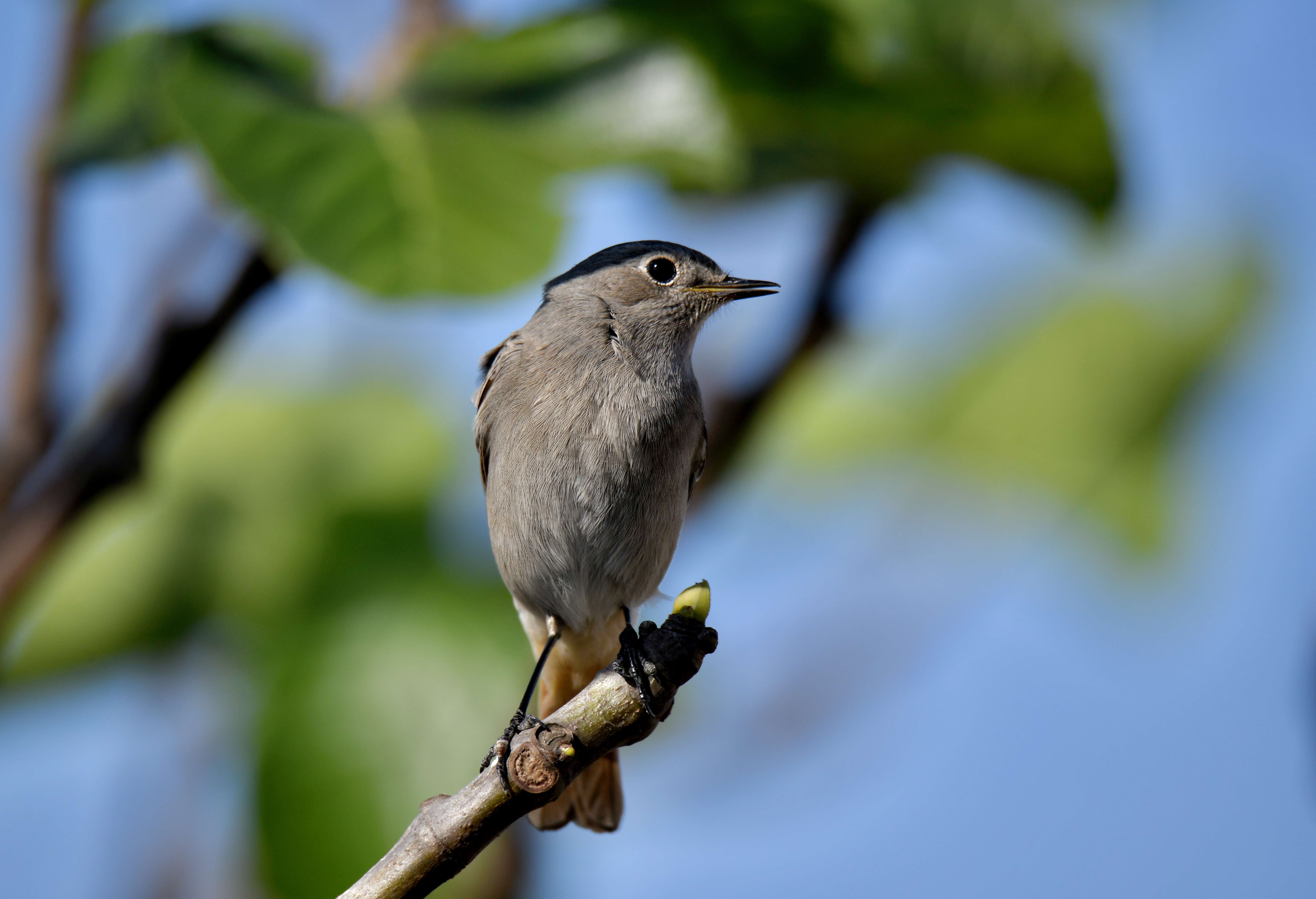 Image of Black Redstart