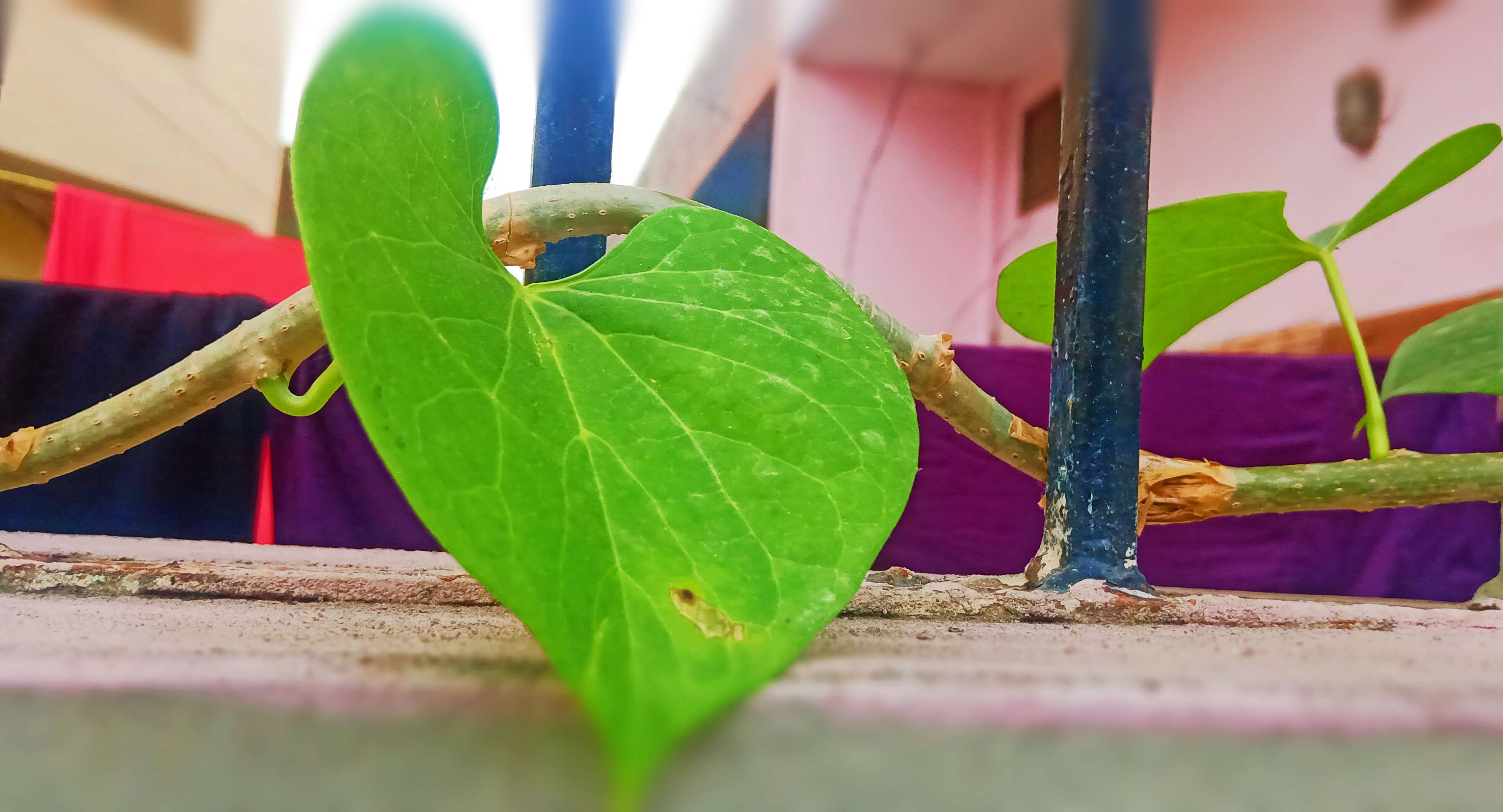 Image of Tinospora cordifolia (Willd.) Miers