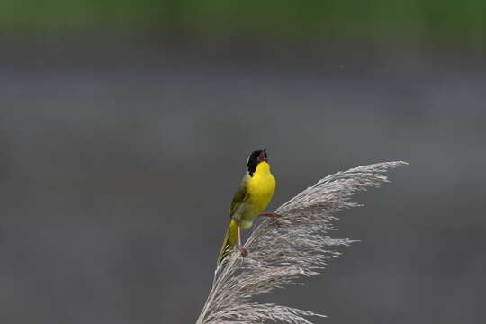 Geothlypis trichas (Linnaeus 1766) resmi