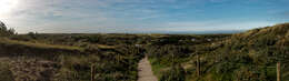 Image of Sea-buckthorn