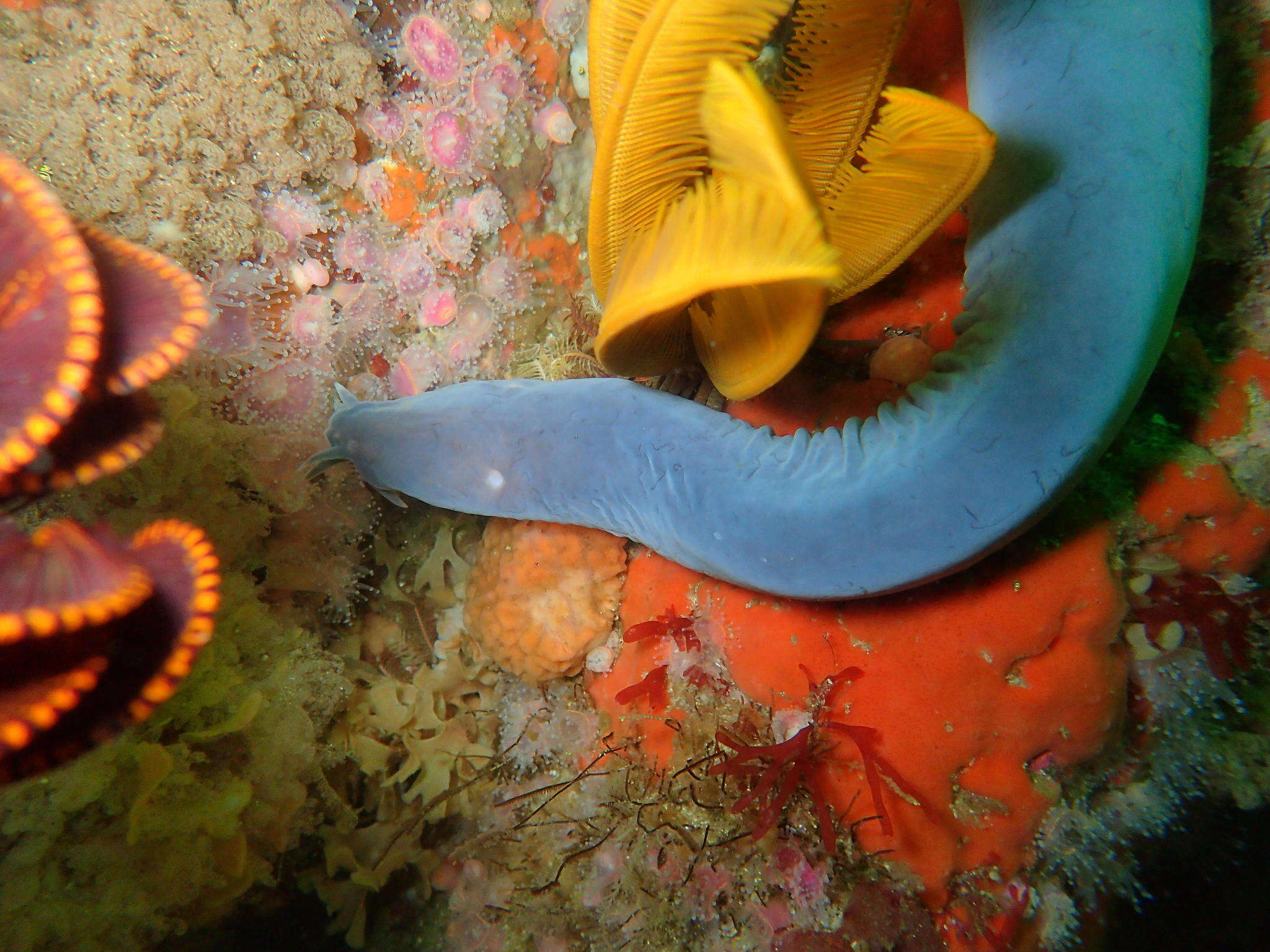 Image of Cape Sea-snake