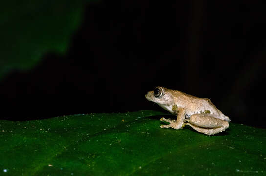 Image of Eiffinger's Tree Frog