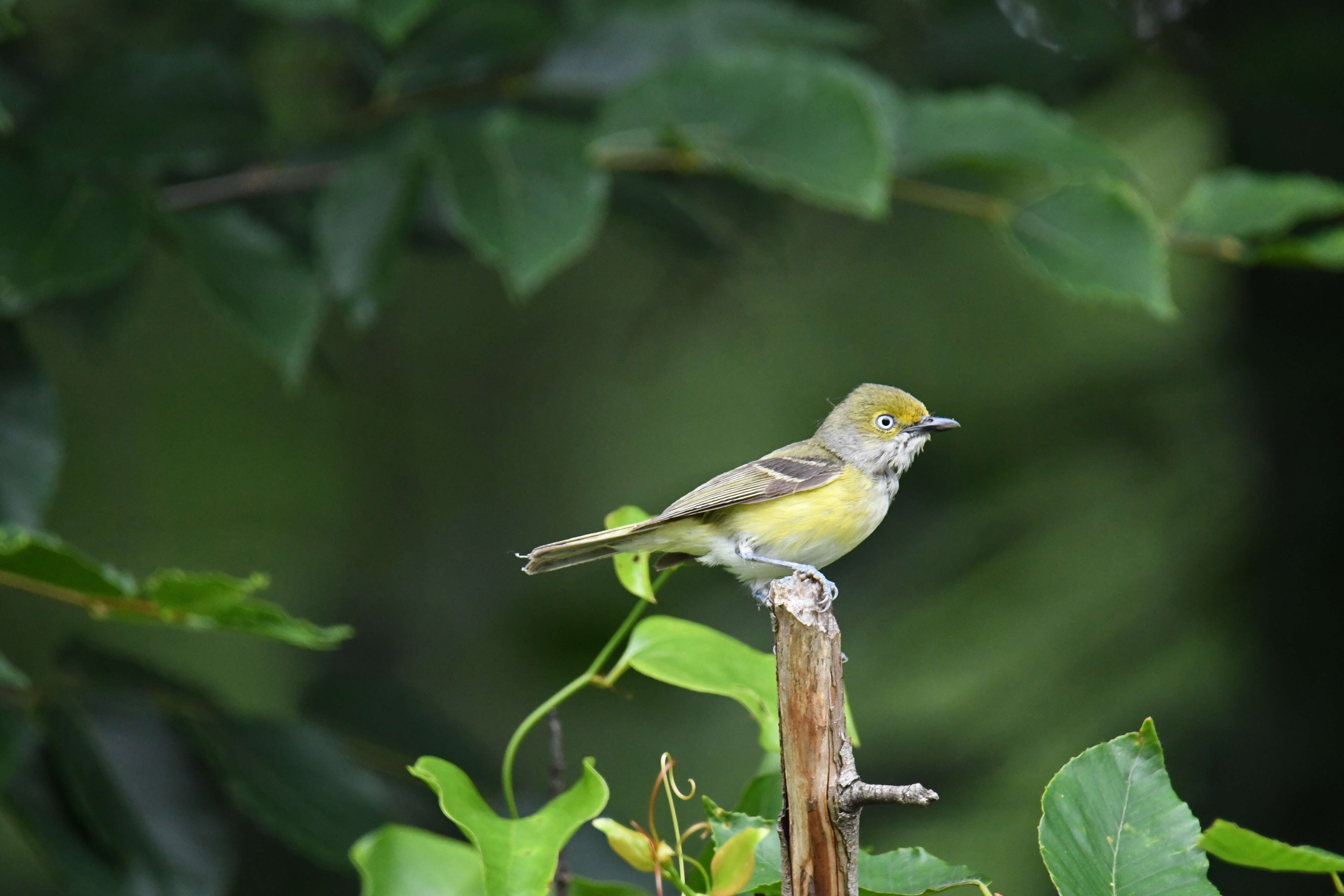 Слика од Vireo griseus (Boddaert 1783)