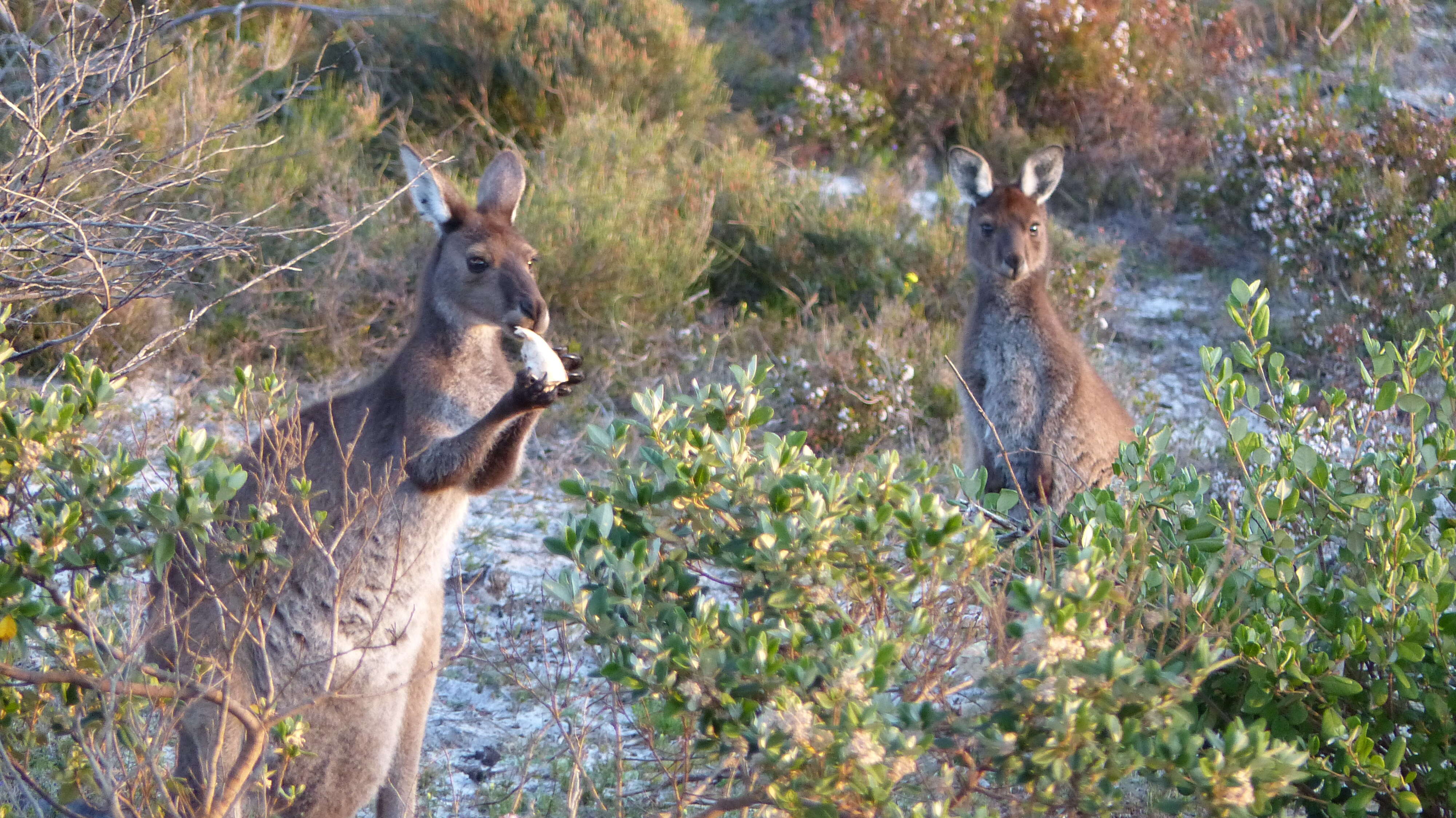 Image of Kangaroo Island Western Grey Kangaroo