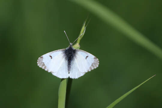 Image of orange tip