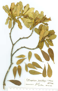 Pittosporum erioloma C. Moore & F. Müll. resmi