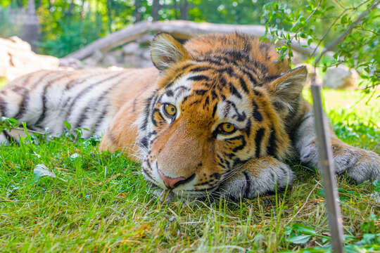 Image de tigre du Bengale